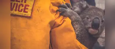 Más del 50% de los koalas murieron debido a los incendios en Australia Más del 50% de los koalas murieron debido a los incendios en Australia