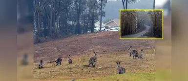 Caen primeras lluvias sobre incendios para salvar a los animales en Australia Caen primeras lluvias sobre incendios para salvar a los animales en Australia