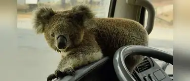 Koala suplica por ayuda en Australia e ingresa a camioneta para pedir agua Koala suplica por ayuda en Australia e ingresa a camioneta para pedir agua