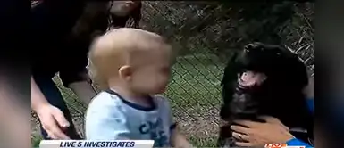 Padres agradecen a su perro por atrapar a la niñera que robaba y agredía Padres agradecen a su perro por atrapar a la niñera que robaba y agredía