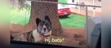 Perro estuvo encadenado a un árbol y luego de un año apareció su héroe Perro estuvo encadenado a un árbol y luego de un año apareció su héroe