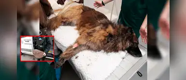 Detienen a una pareja acusados de lanzar al río a un perrito amarrado a una piedra Detienen a una pareja acusados de lanzar al río a un perrito amarrado a una piedra