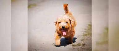 Consejos para evitar que tu mascota sufra golpes de calor Consejos para evitar que tu mascota sufra golpes de calor