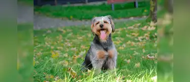 25 nombres curiosos para tu nueva mascota con la letra H 25 nombres curiosos para tu nueva mascota con la letra H