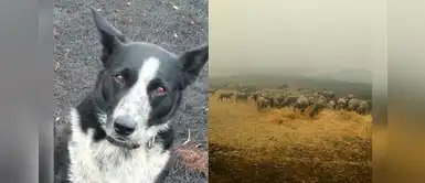 ¡Héroe de 4 patas! Border collie salva rebaño de ovejas del incendio en Australia ¡Héroe de 4 patas! Border collie salva rebaño de ovejas del incendio en Australia