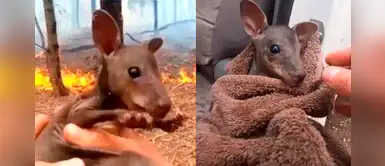 Bombero voluntario arriesga su vida para salvar a canguro bebé de incendio en Australia Bombero voluntario arriesga su vida para salvar a canguro bebé de incendio en Australia