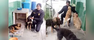 Perritos sin hogar conmueven al agradecer a policía que les construyó 40 casas por el frío Perritos sin hogar conmueven al agradecer a policía que les construyó 40 casas por el frío