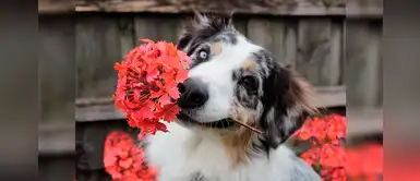 ¿Adoptarías un perrito sin hogar este verano? 25 nombres hermosos con la letra I ¿Adoptarías un perrito sin hogar este verano? 25 nombres hermosos con la letra I