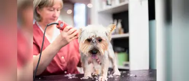 ¿Por qué no debes rapar el pelo de tu mascota en verano? ¿Por qué no debes rapar el pelo de tu mascota en verano?