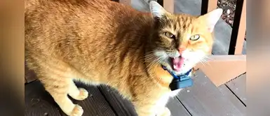 Gatito contesta con voz de humano a su dueña y ella casi se muere... de la risa Gatito contesta con voz de humano a su dueña y ella casi se muere... de la risa