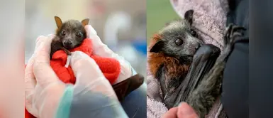 Zorros voladores, los animalitos olvidados y que también son víctimas de los incendios en Australia Zorros voladores, los animalitos olvidados y que también son víctimas de los incendios en Australia