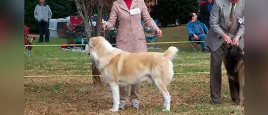 Perro permanece al lado de su dueño que había muerto hace una semana Perro permanece al lado de su dueño que había muerto hace una semana