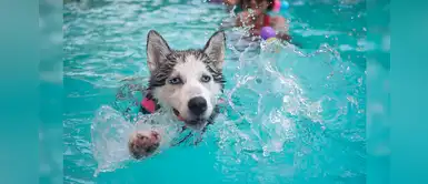 25 nombres increíbles con la letra J para tu fiel amigo 25 nombres increíbles con la letra J para tu fiel amigo