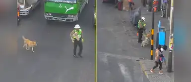 Policía de tránsito ayudó a perritos sin hogar a cruzar la pista y les dio de comer en Tacna Policía de tránsito ayudó a perritos sin hogar a cruzar la pista y les dio de comer en Tacna