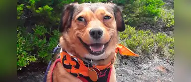 Perro se escapó antes de Navidad y fue recuperado gracias a una ¡salchicha! Perro se escapó antes de Navidad y fue recuperado gracias a una ¡salchicha!