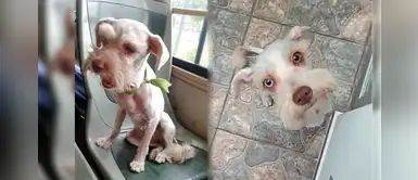 SJM: perrita fue abandonada en un bus y ahora busca una familia para dar amor SJM: perrita fue abandonada en un bus y ahora busca una familia para dar amor