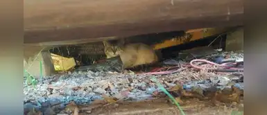 Gatito iba a ser sacrificado y ahora experimenta el amor con su nueva familia Gatito iba a ser sacrificado y ahora experimenta el amor con su nueva familia