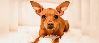 ¿Quieres adoptar un perrito macho? 25 nombres preciosos inspirados con la letra K ¿Quieres adoptar un perrito macho? 25 nombres preciosos inspirados con la letra K