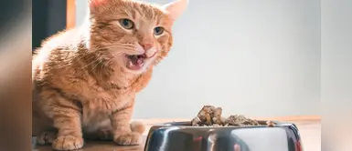¿Qué dieta debe seguir mi gato si tiene anemia? ¿Qué dieta debe seguir mi gato si tiene anemia?