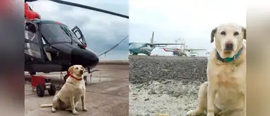 Perrita fue abandonada y ahora es cabo Primero de la Fuerza Armada de Chile Perrita fue abandonada y ahora es cabo Primero de la Fuerza Armada de Chile