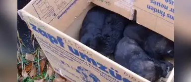 Seis cachorros fueron abandonados en una caja e inspectora decide adoptarlos Seis cachorros fueron abandonados en una caja e inspectora decide adoptarlos