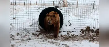 Emotivo video muestra la liberación unos osos que fueron encerrados por 20 años Emotivo video muestra la liberación unos osos que fueron encerrados por 20 años