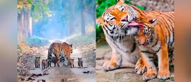 Foto de un tigre y sus cachorros muestra la esperanza de la conservación de la especie Foto de un tigre y sus cachorros muestra la esperanza de la conservación de la especie