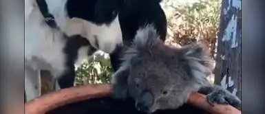 Perro comparte su agua con koala que sobrevivió a los incendios en Australia Perro comparte su agua con koala que sobrevivió a los incendios en Australia