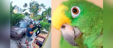 Policía va a una casa porque escuchaban gritos de una mujer, pero era un loro Policía va a una casa porque escuchaban gritos de una mujer, pero era un loro