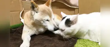 Emotiva historia de un gato que cuida a su hermano perro con Alzheimer Emotiva historia de un gato que cuida a su hermano perro con Alzheimer