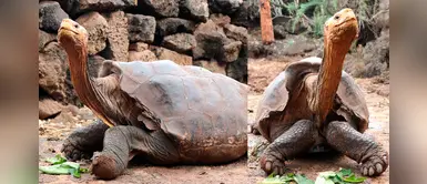 Diego, la tortuga 'Don Juan' que fecundó 800 crías y logró salvar su especie Diego, la tortuga 'Don Juan' que fecundó 800 crías y logró salvar su especie