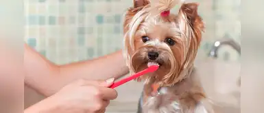 5 remedios caseros para el mal aliento de los perros 5 remedios caseros para el mal aliento de los perros