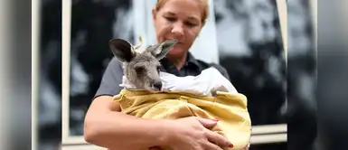 Australia: Rescatan a canguro bebé de la bolsa de su madre moribunda tras incendios Australia: Rescatan a canguro bebé de la bolsa de su madre moribunda tras incendios