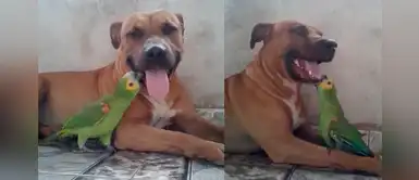 Perro y loro son distintos, pero eso no les impide convertirse en los mejores amigos Perro y loro son distintos, pero eso no les impide convertirse en los mejores amigos