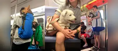 New York prohíbe el ingreso de mascotas al tren, pero los dueños tienen ideas originales New York prohíbe el ingreso de mascotas al tren, pero los dueños tienen ideas originales