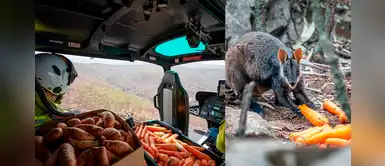Aviones arrojan toneladas de comida para los animalitos víctimas de los incendios Aviones arrojan toneladas de comida para los animalitos víctimas de los incendios