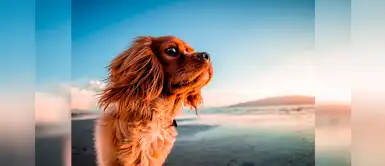 25 nombres divertidos para perros amantes del verano con la letra L 25 nombres divertidos para perros amantes del verano con la letra L