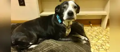 Veterinario lucha contra un hombre que quería sacrificar a su senil perro Veterinario lucha contra un hombre que quería sacrificar a su senil perro