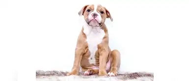 25 nombres tiernos y orginales para perritos machos con la letra M 25 nombres tiernos y orginales para perritos machos con la letra M