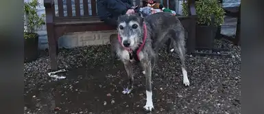 Perro deja de ser el ‘más solitario de Gran Bretaña’ y encuentra hogar tras 6 años Perro deja de ser el ‘más solitario de Gran Bretaña’ y encuentra hogar tras 6 años