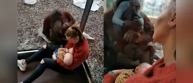 La emotiva reacción de un orangután al ver a una mujer amamantando a su bebé La emotiva reacción de un orangután al ver a una mujer amamantando a su bebé