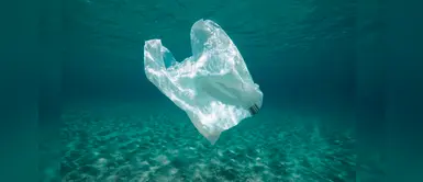 Crean bolsas de yuca que al contacto con el agua se convierten en alimento para peces Crean bolsas de yuca que al contacto con el agua se convierten en alimento para peces