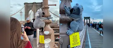 New York se llena de koalas de peluche para impulsar donaciones para Australia New York se llena de koalas de peluche para impulsar donaciones para Australia