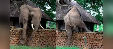 Elefante trepa un muro para ‘robar’ mangos y cree que nadie lo ve Elefante trepa un muro para ‘robar’ mangos y cree que nadie lo ve