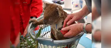 37 mil koalas fallecieron en incendios y crean hospital para salvar a los 9 mil sobrevivientes 37 mil koalas fallecieron en incendios y crean hospital para salvar a los 9 mil sobrevivientes