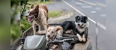 25 nombres chistosos para perros machitos con la letra N 25 nombres chistosos para perros machitos con la letra N
