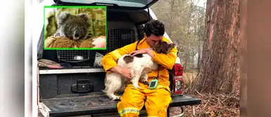 Taylor, la valiente perrita que rescata koalas de los incendios en Australia Taylor, la valiente perrita que rescata koalas de los incendios en Australia