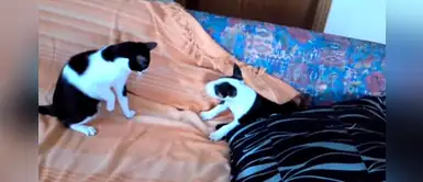 Hilarante momento entre bull terrier y gato por saber quién se queda con el sofá Hilarante momento entre bull terrier y gato por saber quién se queda con el sofá