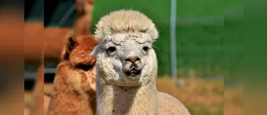Puno: conoce la majestuosa reserva de alpacas de color más hermosas del mundo Puno: conoce la majestuosa reserva de alpacas de color más hermosas del mundo