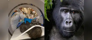 Médicos operan de cataratas a gorila y le salvan la vista Médicos operan de cataratas a gorila y le salvan la vista